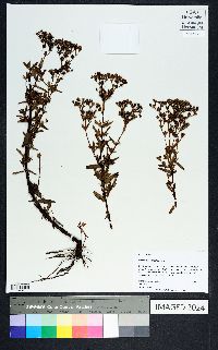 Hypericum cistifolium image