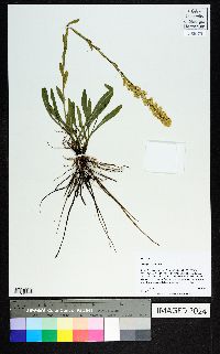 Solidago stricta image