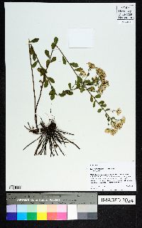 Sericocarpus tortifolius image