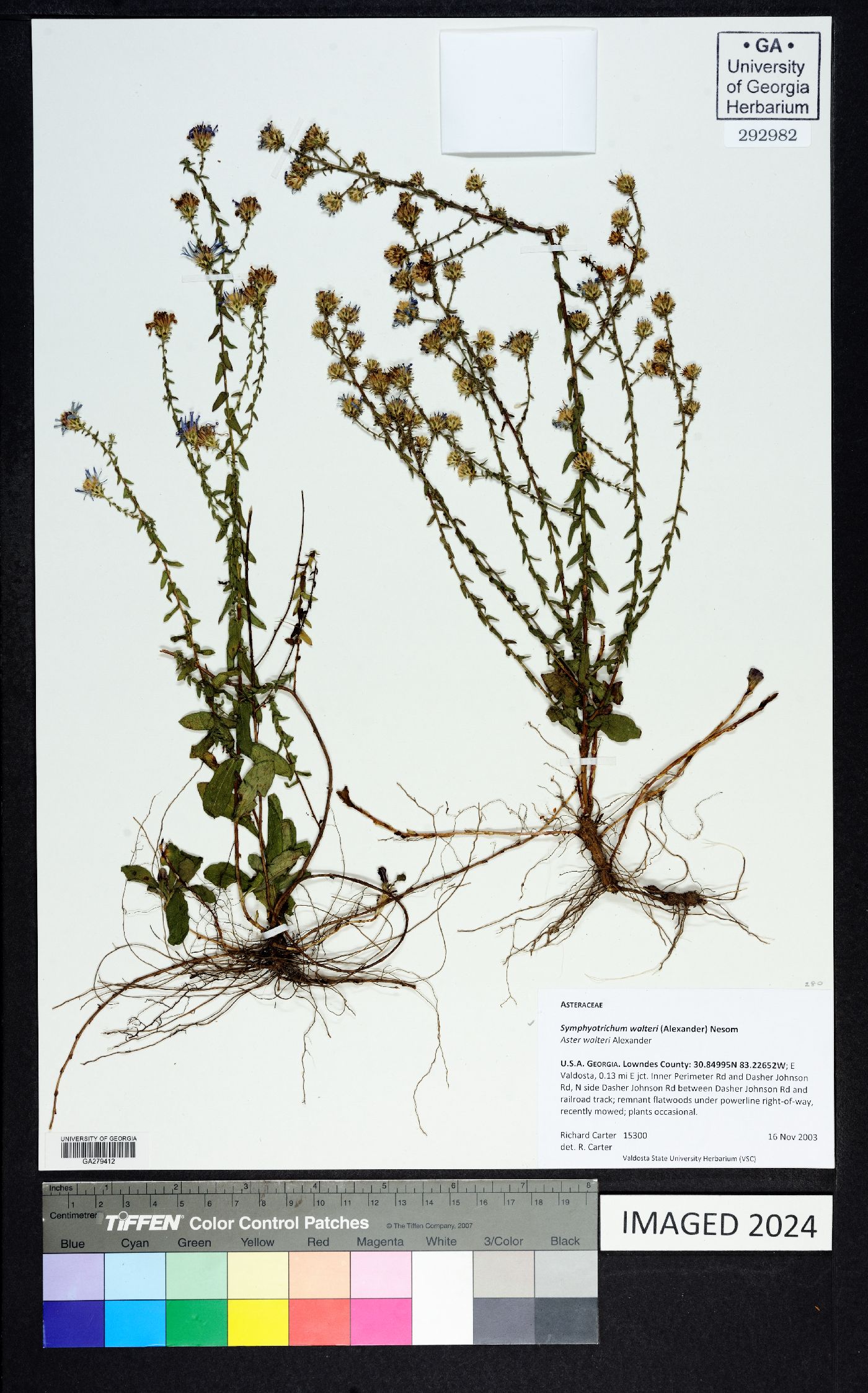 Symphyotrichum walteri image