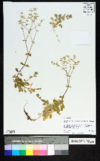 Cerastium fontanum subsp. vulgare image