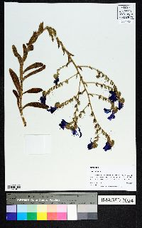 Echium vulgare image