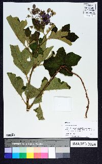 Solanum dimidiatum image