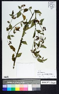 Solanum americanum image