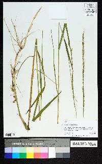 Panicum hemitomon image