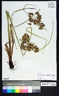 Cyperus virens image