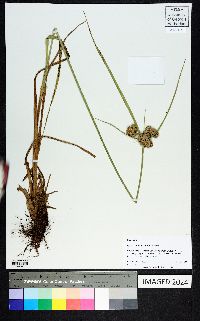 Cyperus drummondii image