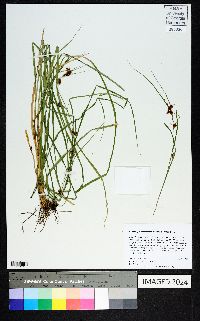 Rhynchospora leptocarpa image