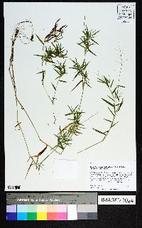 Dichanthelium acuminatum subsp. lindheimeri image