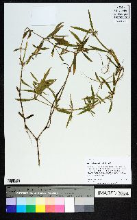 Alternanthera sessilis image