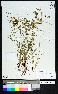 Cyperus croceus image