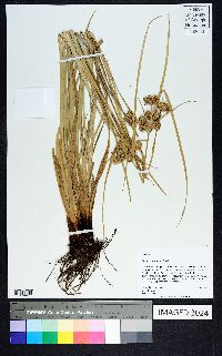 Cyperus entrerianus image