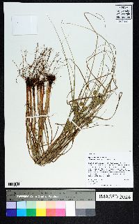 Cyperus retroflexus image