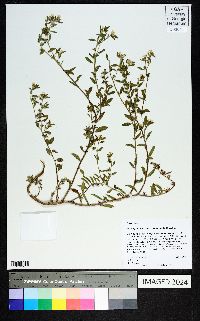 Heliotropium racemosum image