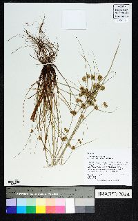 Cyperus retroflexus image