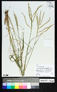 Disakisperma dubium image