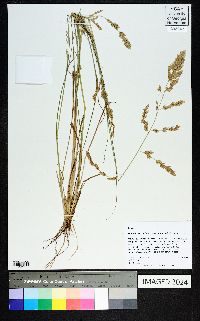 Eragrostis secundiflora image