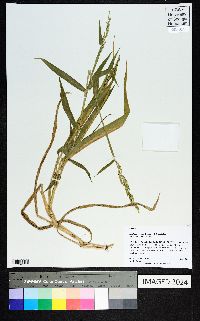 Urochloa texana image