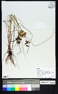 Cyperus surinamensis image