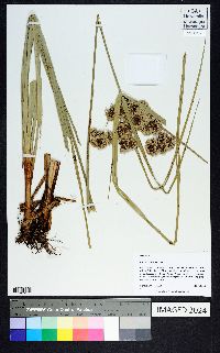 Cyperus entrerianus image