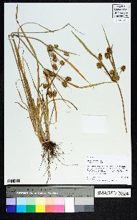 Cyperus retrorsus image