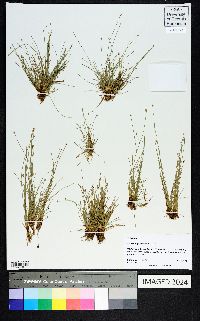 Eleocharis geniculata image