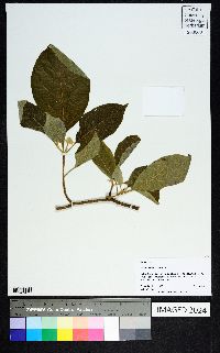 Solanum erianthum image