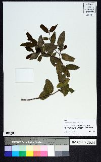 Karwinskia humboldtiana image