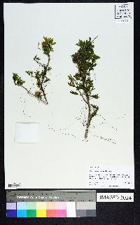 Guaiacum angustifolium image