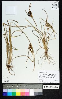 Cyperus retrorsus image