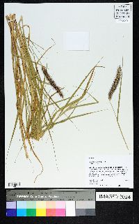 Pennisetum ciliare image