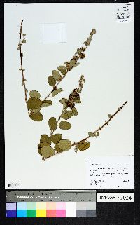 Waltheria indica image