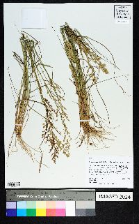 Eragrostis secundiflora image