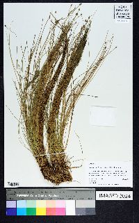 Eleocharis geniculata image