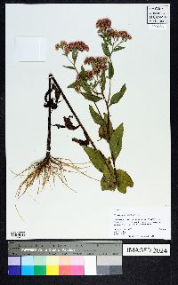 Pluchea odorata image