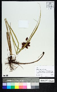 Bolboschoenus robustus image