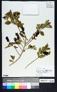 Citharexylum berlandieri image