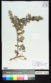 Leucophyllum frutescens image