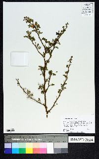 Cercidium macrum image