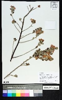 Leucophyllum frutescens image