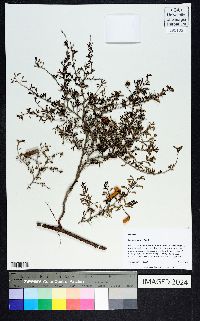 Prosopis reptans image