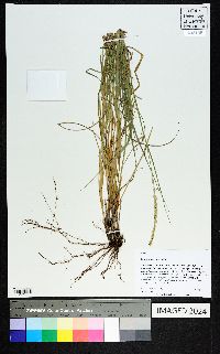 Setaria macrostachya image