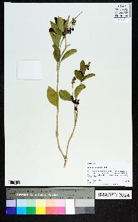 Citharexylum berlandieri image