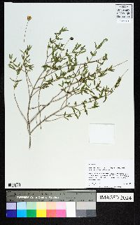 Wedelia acapulcensis var. hispida image