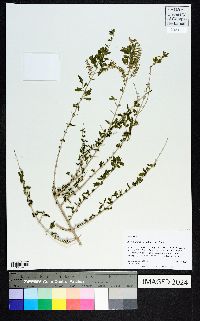 Aloysia gratissima image