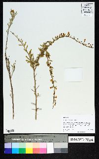 Lycium carolinianum image