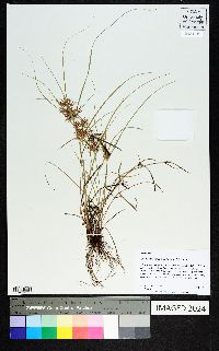 Cyperus floribundus image