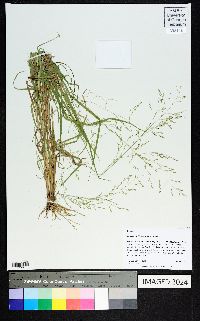 Panicum hallii image