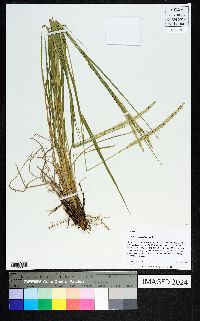 Setaria macrostachya image