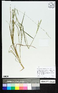 Eriochloa pseudoacrotricha image